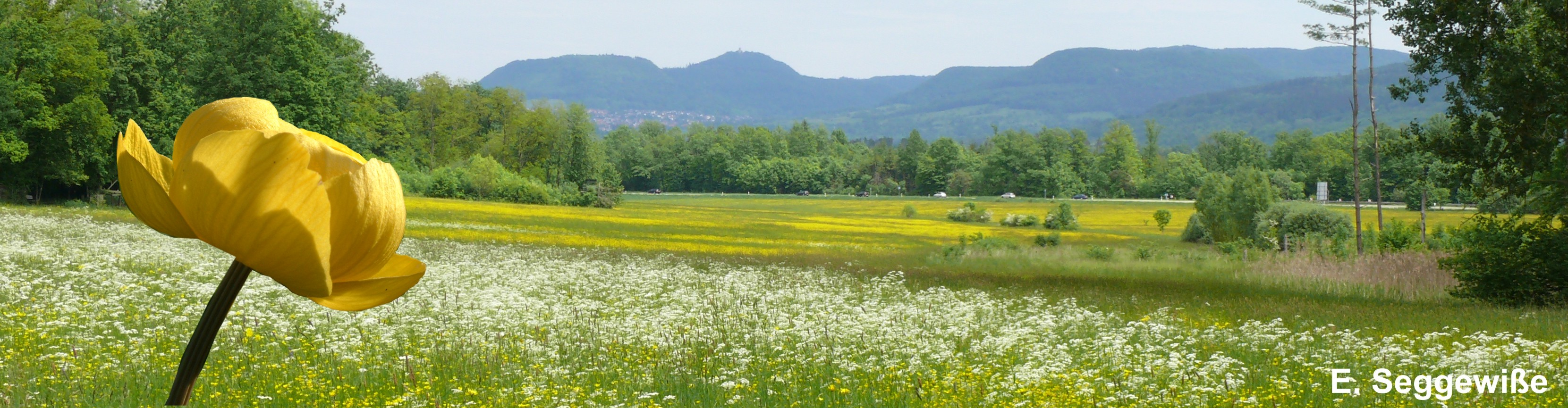 NSG Altwiesen in Bodelshausen