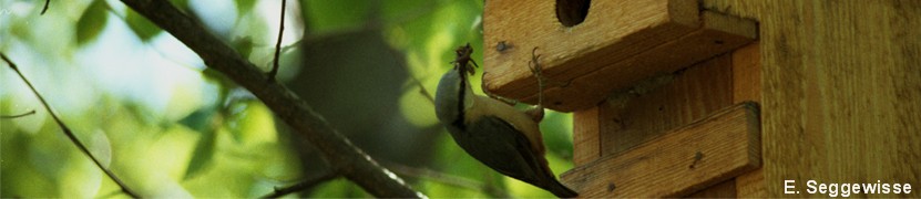 Kleiber (Sitta europaea) Kleiber (Sitta europaea)