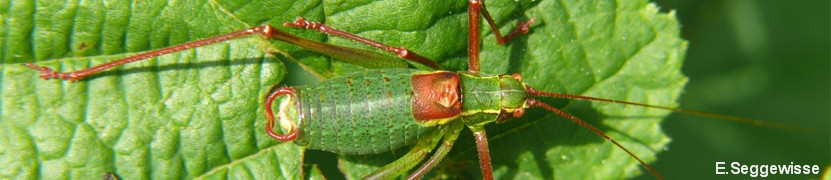 Laubholz-S&auml;belschrecke (Barbitistes serricauda)