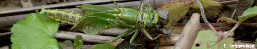 Frisch geschlüpfte Westliche Keiljungfer (Gomphus pulchellus) Frisch geschlüWestliche Keiljungfer (Gomphus pulchellus)