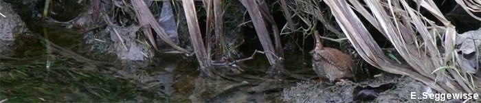 Zaunkönig (Troglodytes troglodytes) Zaunkönig (Troglodytes troglodytes)