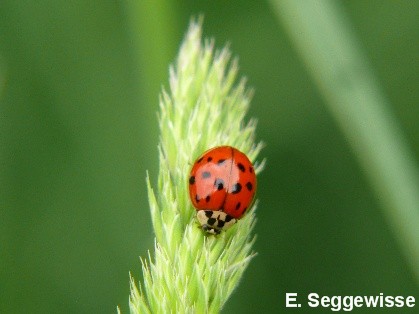 Asiatischer Marienk&auml;fer