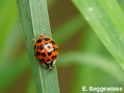 Asiatischer Marienk&auml;fer