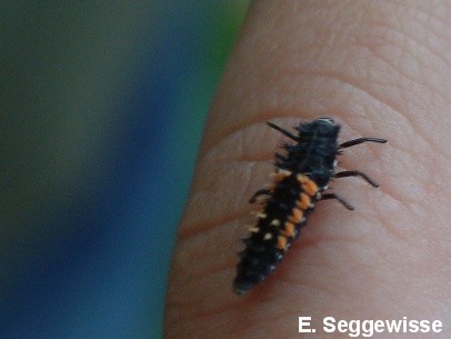 Larve des Asiatischen Marienk&auml;fer