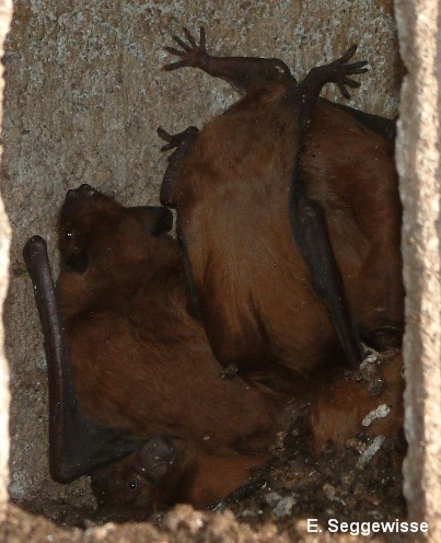 Großer Abendsegler (Nyctalus noctula) Großer Abendsegler (Nyctalus noctula)