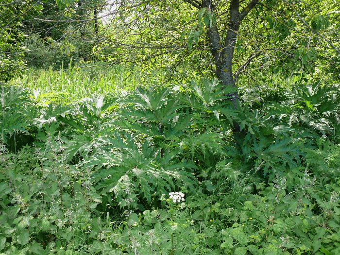 T&uuml;mpel Altwiesen 2009