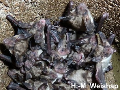 Junge Bechsteinflederm&auml;use (Myotis bechsteini)