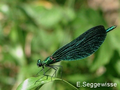 Blauflügel-Prachtlibelle Blauflügel-Prachtlibelle