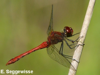 Blutrote Heidelibelle Blutrote Heidelibelle