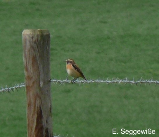 Braunkehlchen(Saxicola rubetra) Braunkehlchen(Saxicola rubetra)