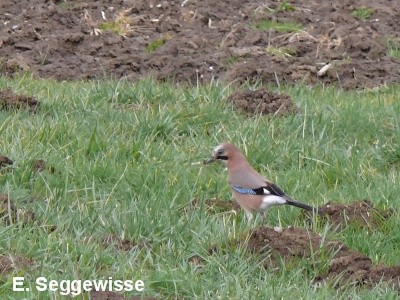 Eichelh&auml;her (Garrulus glandarius)