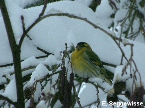 Erlenzeisig (Carduelis spinus) Erlenzeisig (Carduelis spinus)