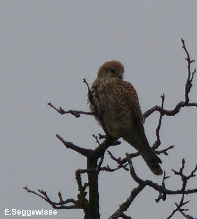 Turmfalke