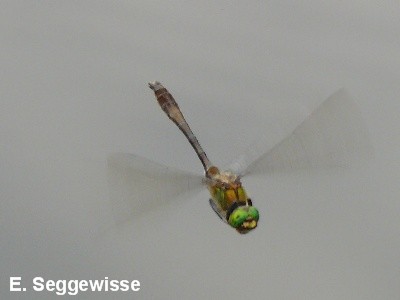 Falkenlibelle Falkenlibelle