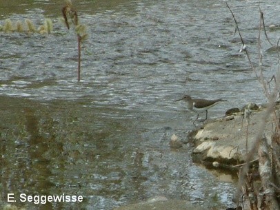Flussuferl&auml;ufer