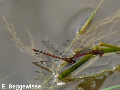 Frühe Adonislibelle Frühe Adonislibelle