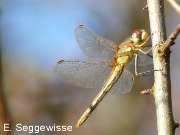 Fr&uuml;he Heidelibelle (Sympetrum fonscolombii)
