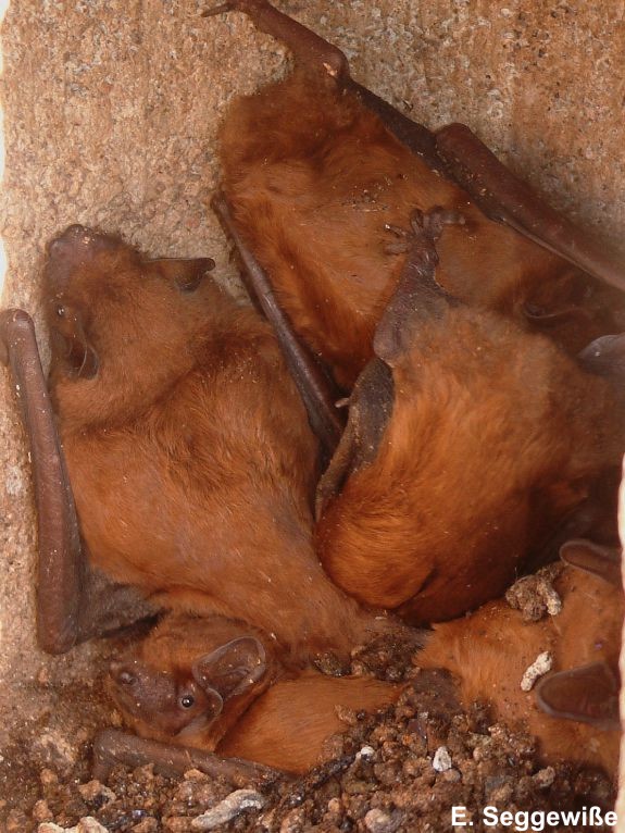 Großer Abendsegler (Nyctalus noctula) Großer Abendsegler (Nyctalus noctula)