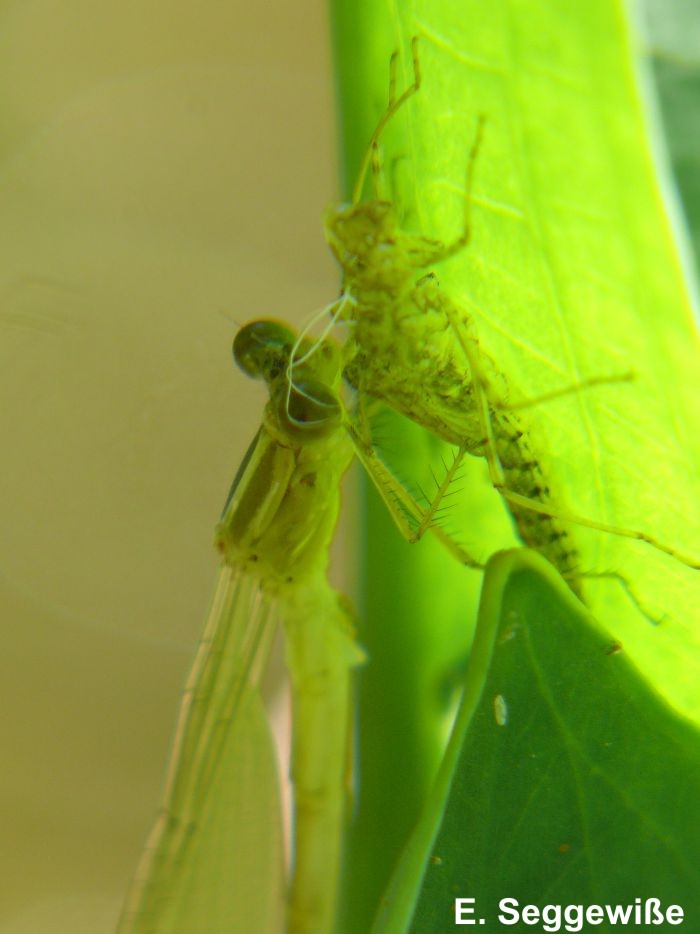 Gemeine Weidenjungfer (Lestes viridis) frisch geschl&uuml;pft