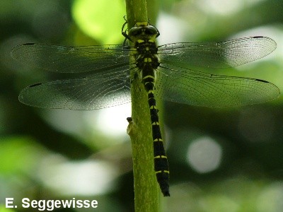 Gestreifte Quelljungfer Gestreifte Quelljungfer
