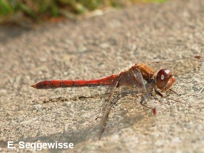 Große Heidelibelle Große Heidelibelle