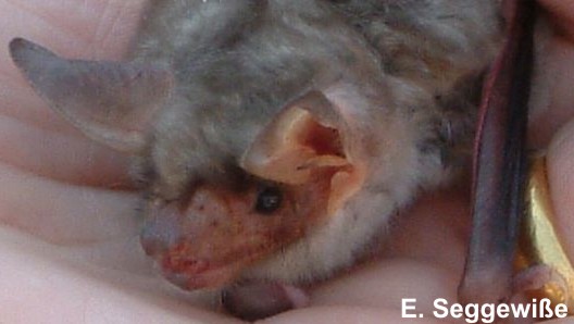 Großes Mausohr (Myotis myotis) Großes Mausohr (Myotis myotis)