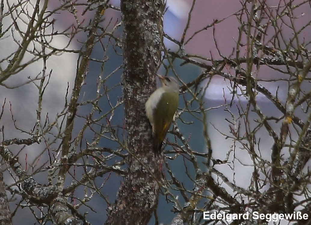 Grauspecht-Weibchen (Picus canus) Grauspecht (Picus canus), Weibchen