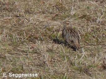 Heidelerche (Lullula arborea)