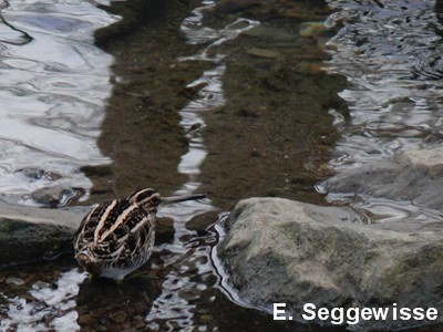 Zwergschnepfe (Lymnocryptes minimus)