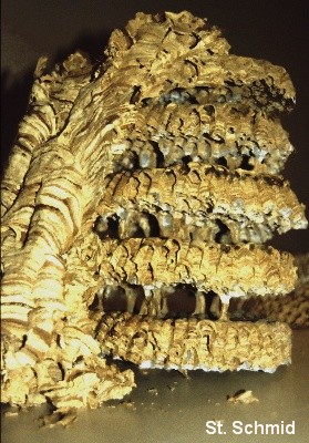 Hornissennest