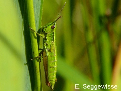 Kleine Goldschrecke (M.) (Euthystira brachyptera)