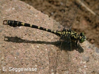 Kleine Zangenlibelle (M.) (Onychogomphus forcipatus)