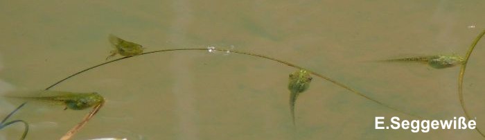 Kaulquappen Laubfrosch (Hyla arborea)
