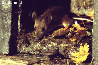 Waldmaus