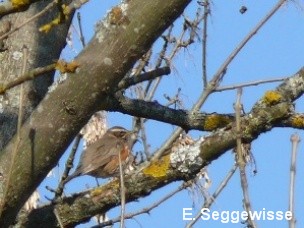 Rotdrossel (Turdus iliacus)