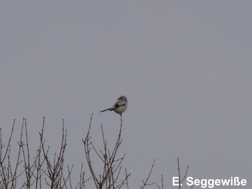 Raubwürger(Lanius excubitor) Raubwürger(Lanius excubitor)