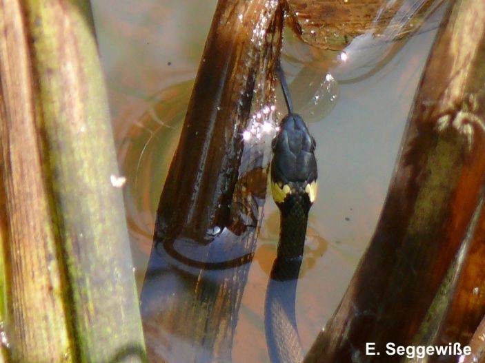 Ringelnatter (Natrix natrix)