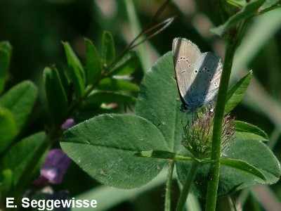 Rotkleebläuling (Polyommatus semiargus) Rotkleebläuling (Polyommatus semiargus)