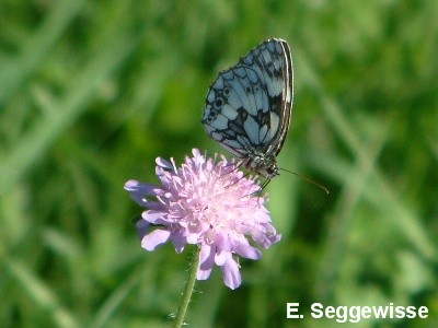 Schachbrettfalter (Melanargia galathea) Schachbrettfalter (Melanargia galathea)