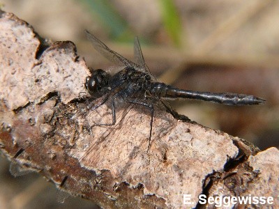 Schwarze Heidelibelle Schwarze Heidelibelle