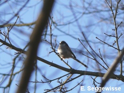 Schwanzmeise (Aegithalos caudatus)
