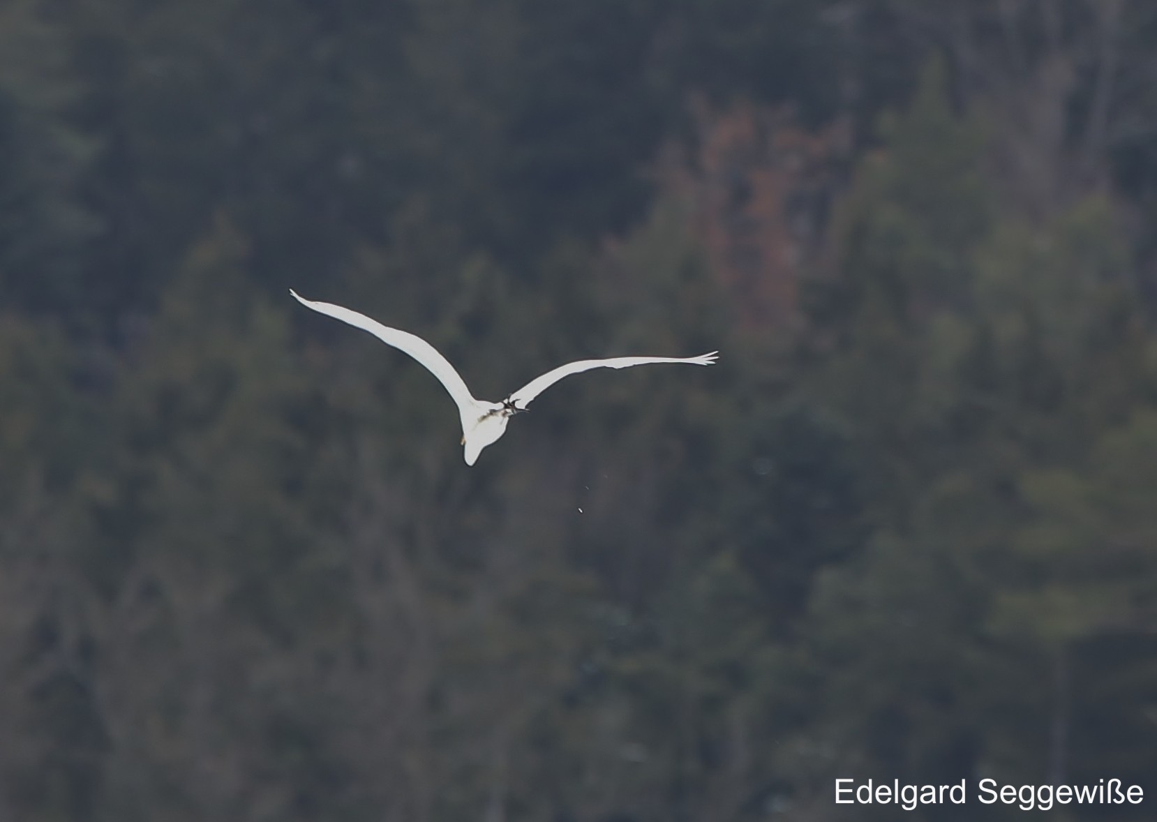 Silberreiher (Egretta alba) Silberreiher (Egretta alba)