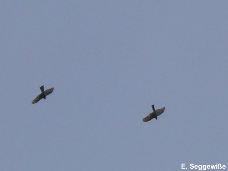 Sperber im Balzflug (Acipiter nisus) Sperber (Acipiter nisus) im Balzflug