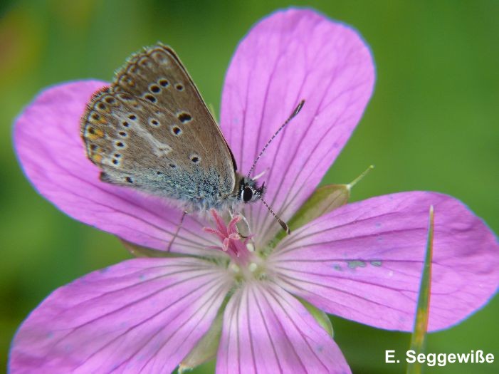 Storchschnabel-Bl&auml;uling (Aricia/Eumedonia eumedon)