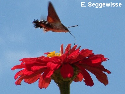 Taubenschwänzchen (Makroglossum stellatarum) Taubenschwänzchen (Makroglossum stellatarum)