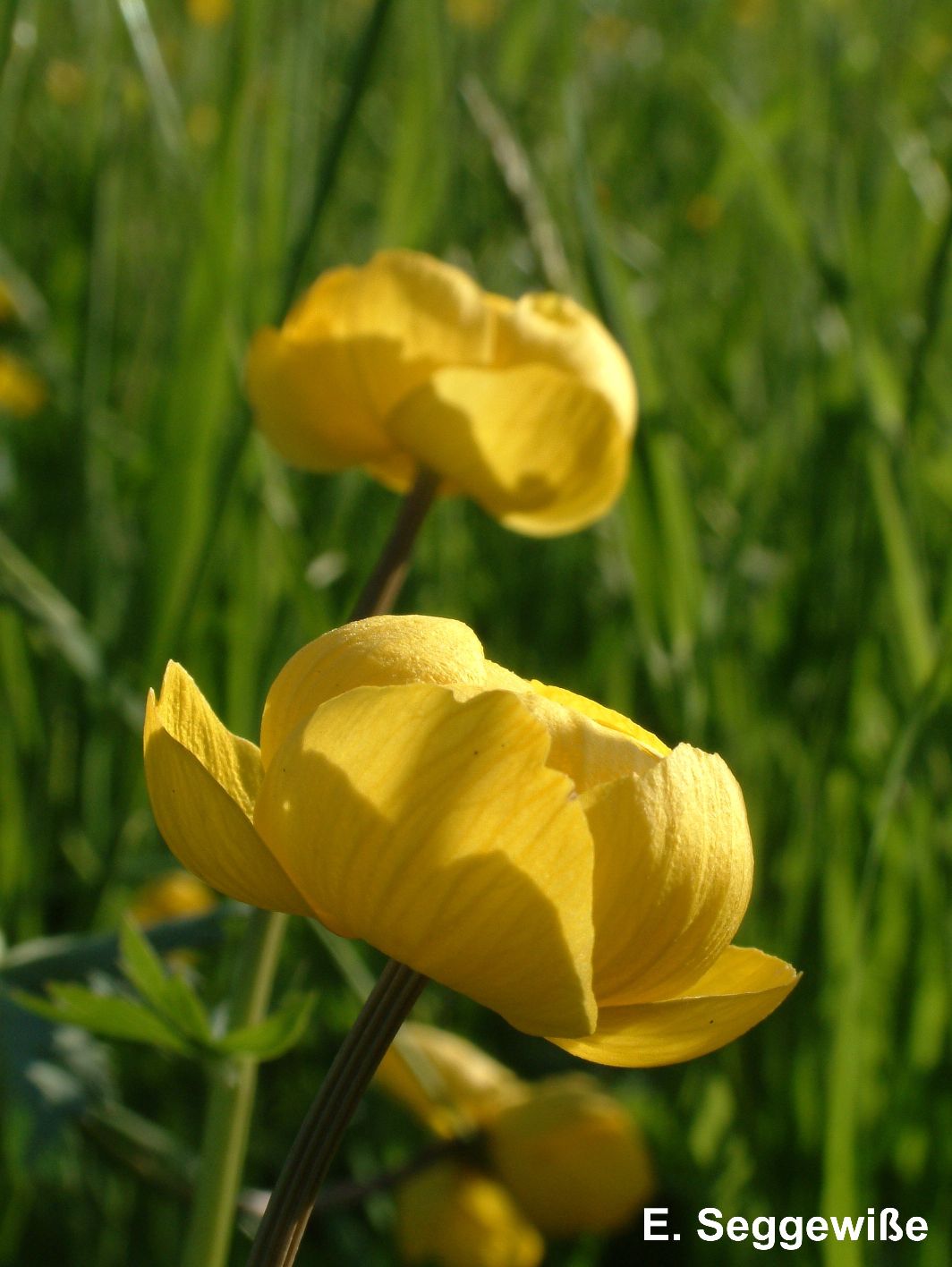 Trollblume (Trollius europaeus)