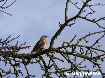 Wacholderdrossel (Turdus pilaris)