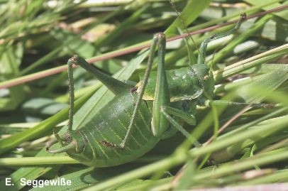 Wanstschrecke (Polysarcus denticauda)