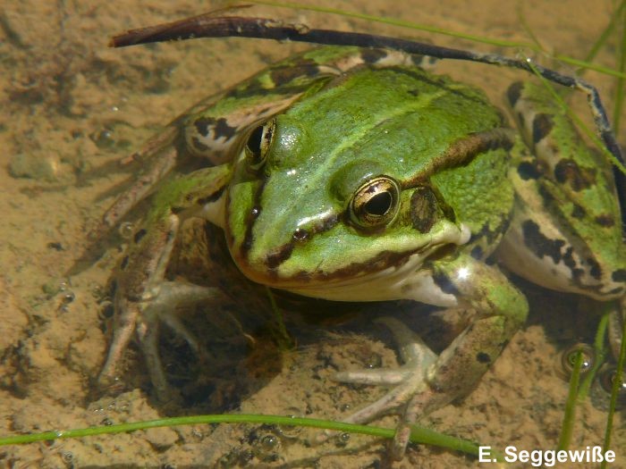 Wasserfrosch