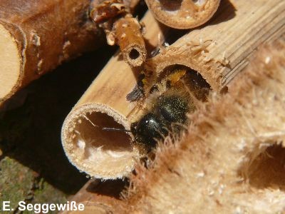 Wildbiene Wildbiene
